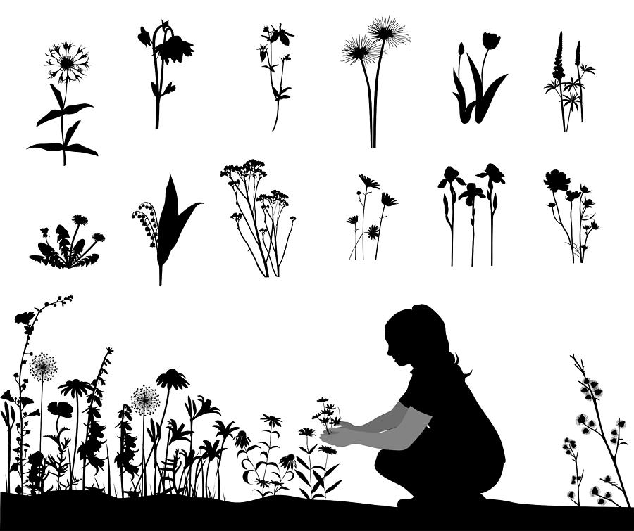 Flowering Vector Silhouette Drawing by A-Digit