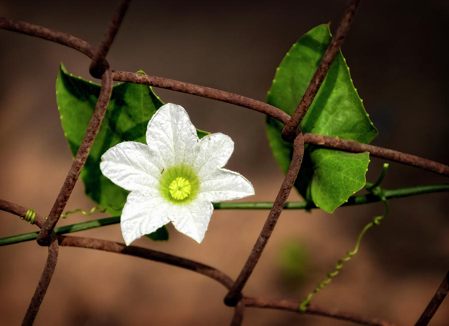 Flowering Vine on a Rusty Fence Photograph by Carolyn Derstine