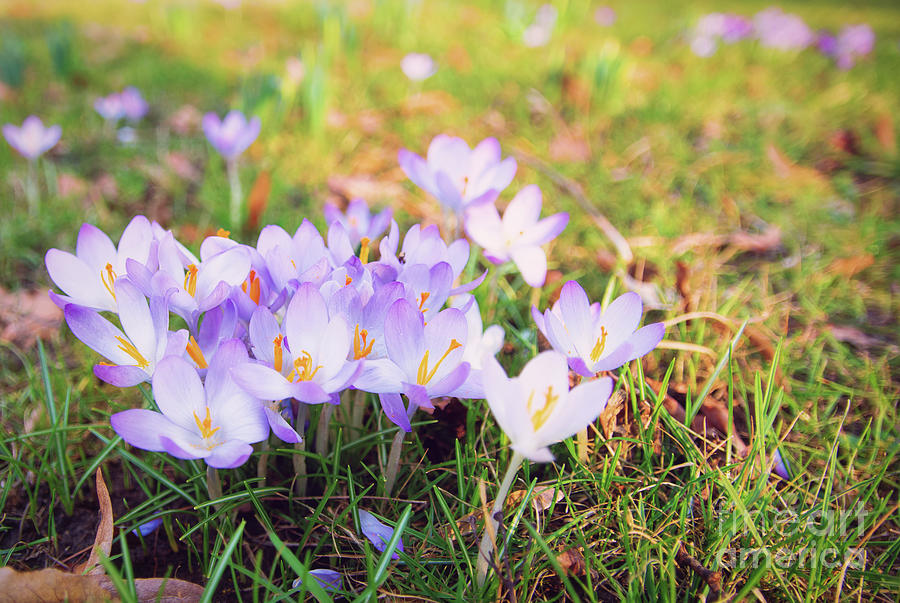 Flowering violet Crocus on a field Photograph by Mendelex Photography