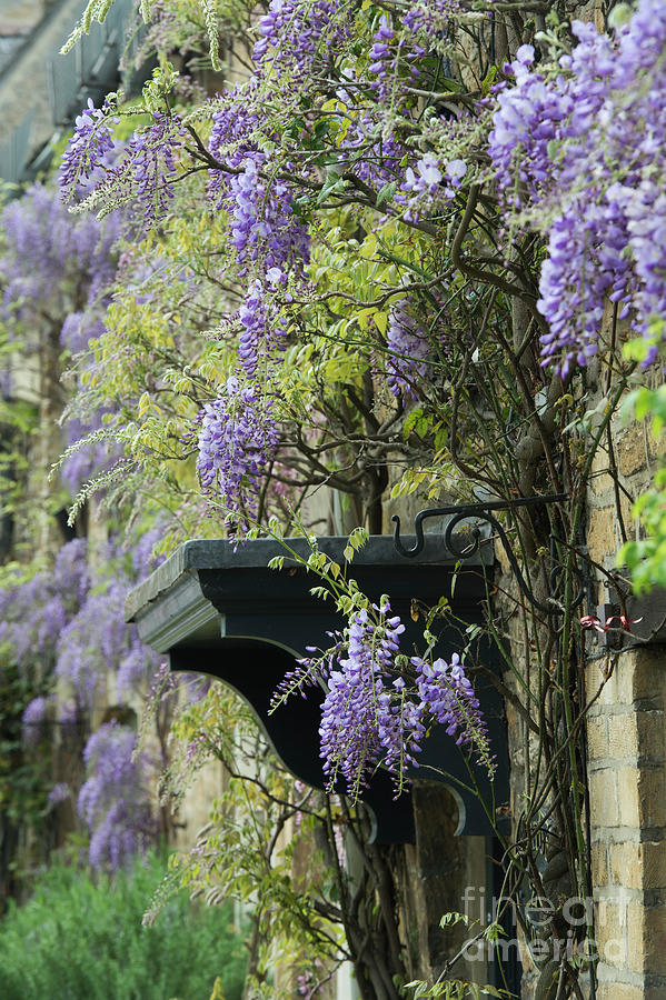 Flowering Wisteria in Burford Photograph by Tim Gainey