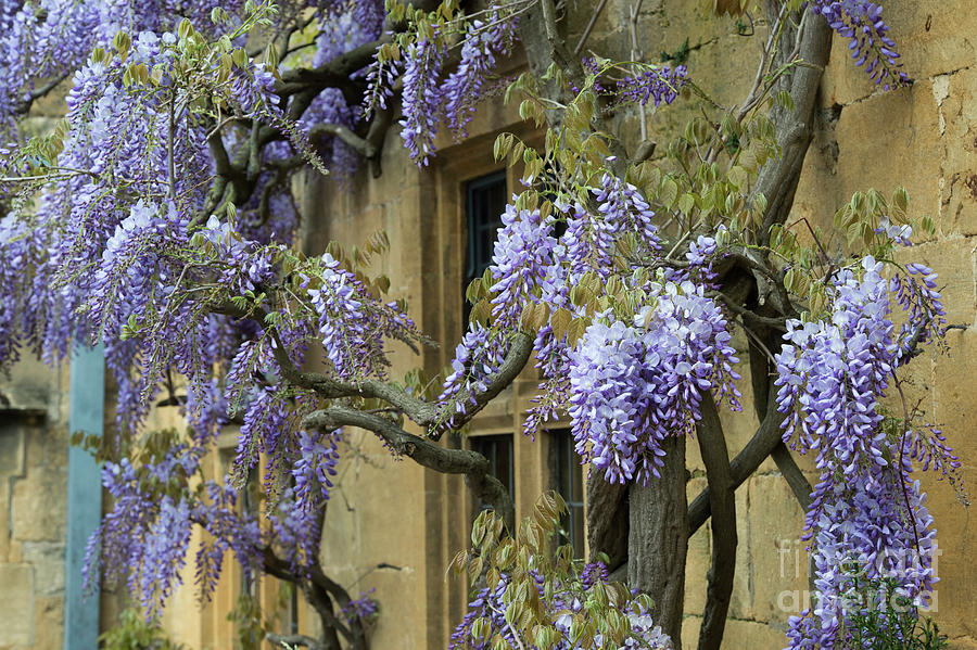 Flowering Wisteria on a Cotswold Stone Hotel Broadway Photograph by Tim Gainey