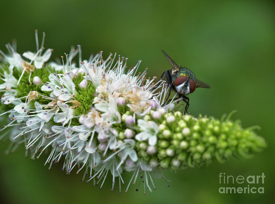 Flowerly Fly Photograph