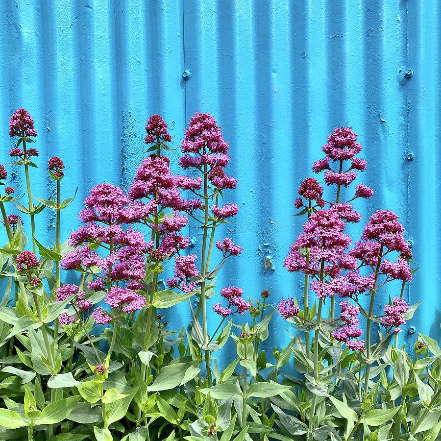 Flowers against corrugated wall Photograph by Julie Gebhardt