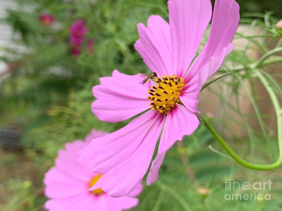 Flowers And Bee Photograph