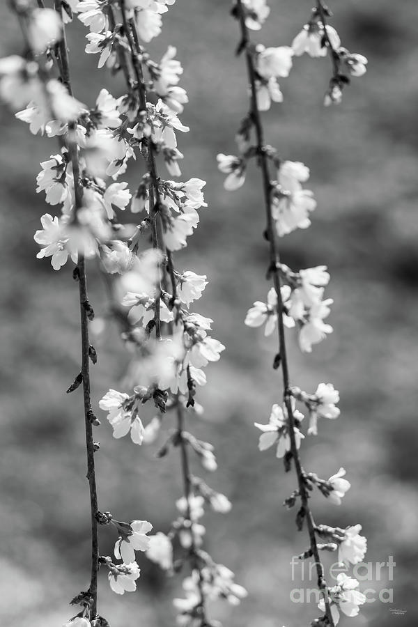 Flowers And Branches Weeping Cherry Grayscale Photograph by Jennifer White