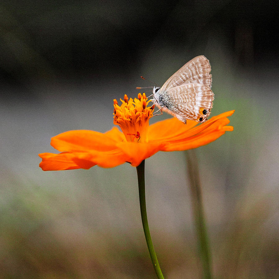 Flowers and butterfly Photograph by I love Photo and Apple.