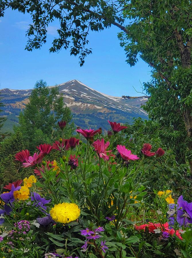 Flowers and Mountains Photograph by Fiona Kennard