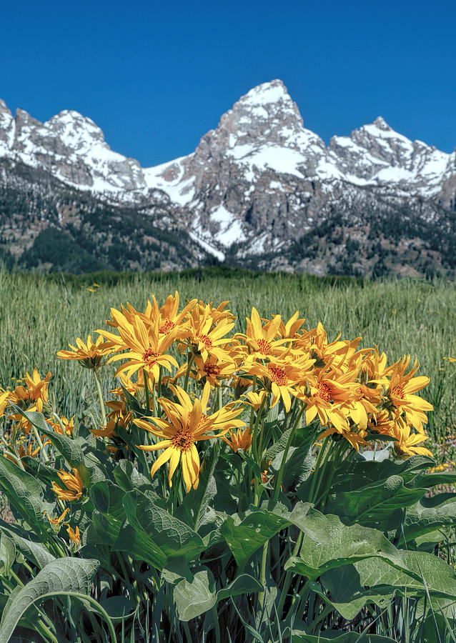 Flowers And Mountains Grand Tetons Photograph by Dan Sproul