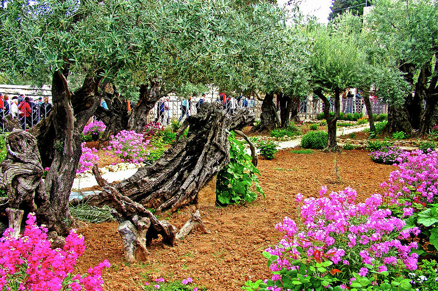 flowers-and-olive-trees-in-gethsemane-garden-next-to-church-of