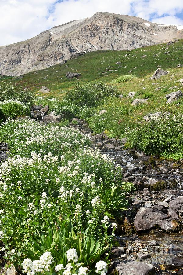 Flowers and stream in the mountains Photograph by Tonya Hance