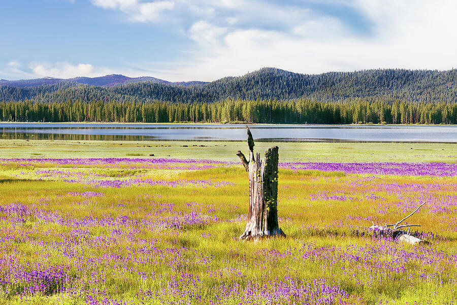 Flowers and Stump Photograph by Mike Lee