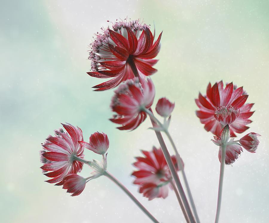 Flowers Astrantia Star Of Fire Photograph
