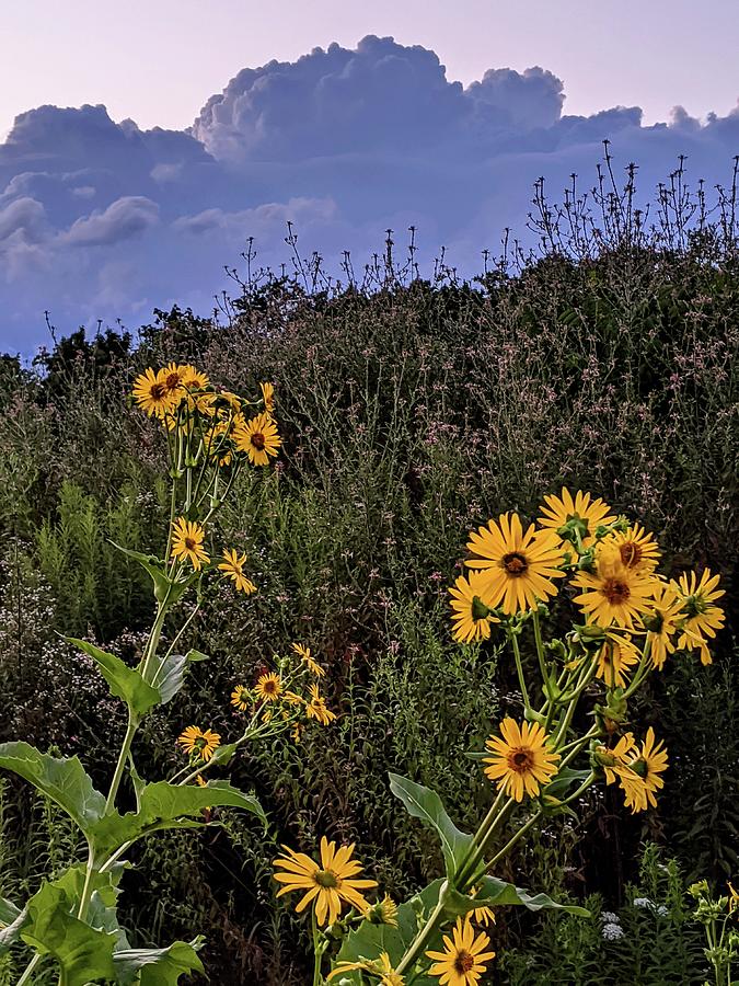 Flowers at Brandywine Falls Photograph by Brad Nellis