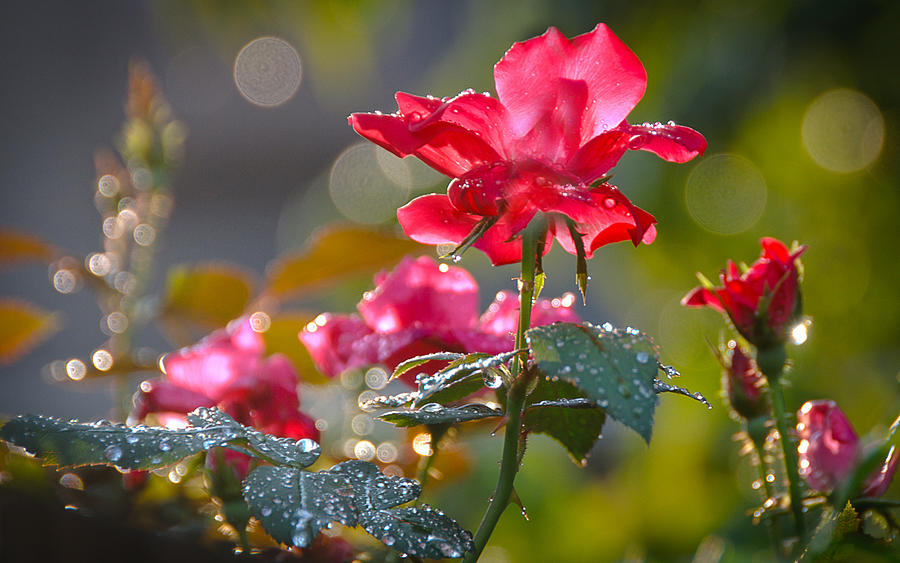 Flowers At Dawn Painting by Lauren Dane - Fine Art America