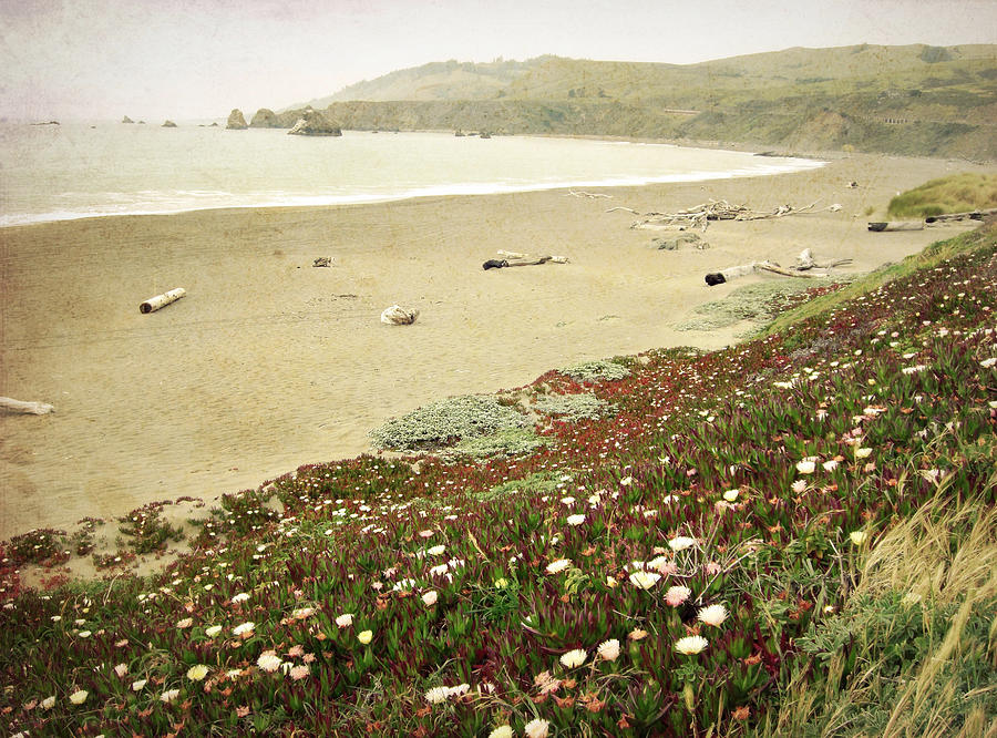 Flowers at the Beach Photograph by Lupen Grainne
