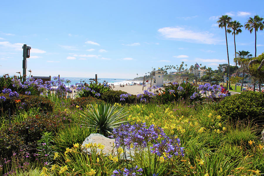 Flowers at the Beach Photograph by Marcus Jones