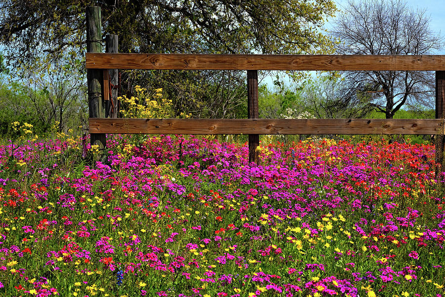 Spring Photograph - Flowers at the Fence by Lynn Bauer