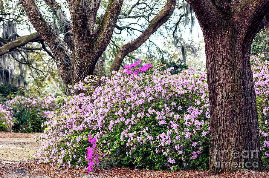 Flowers Between the Oaks at Charles Towne Landing Photograph by John Rizzuto