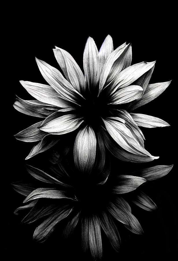 Flowers Black And White Mixed Media