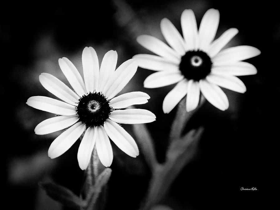 Flowers Black And White Daisies Photograph by Christina Rollo