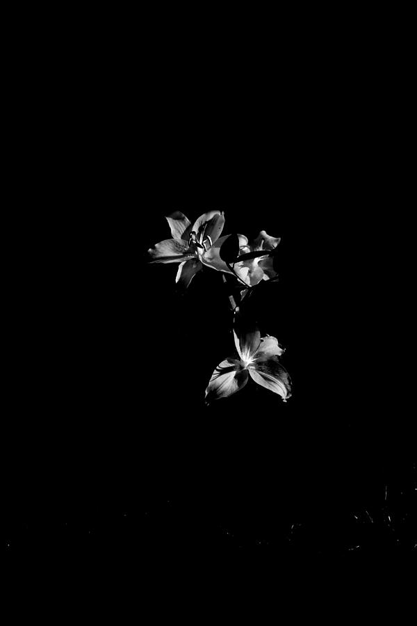 Flowers Black And White Light Photograph by Mona Master - Fine Art America