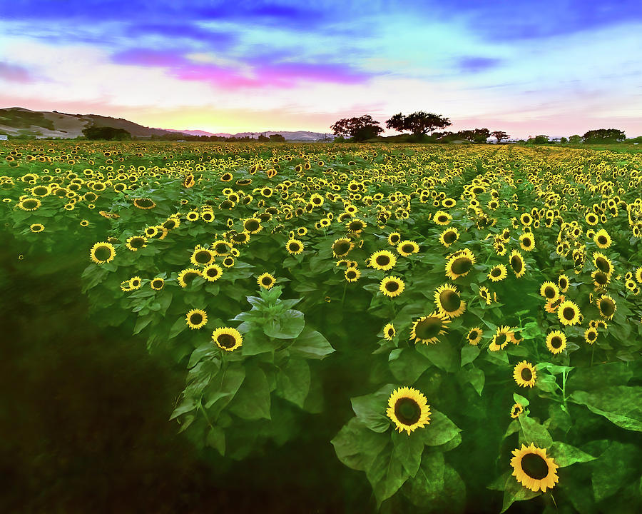 Flowers Bloom Like Madness In The Spring, Gilroy, California Photograph by Don Schimmel