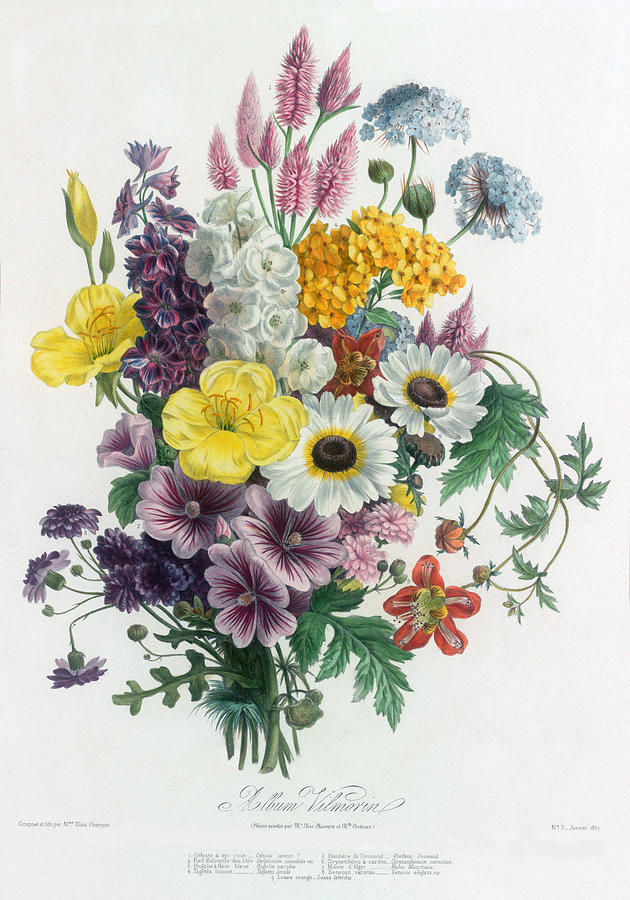 Drawing a Bouquet of Flowers with Colored Pencils – Main Avenue Galleria &  School of Art