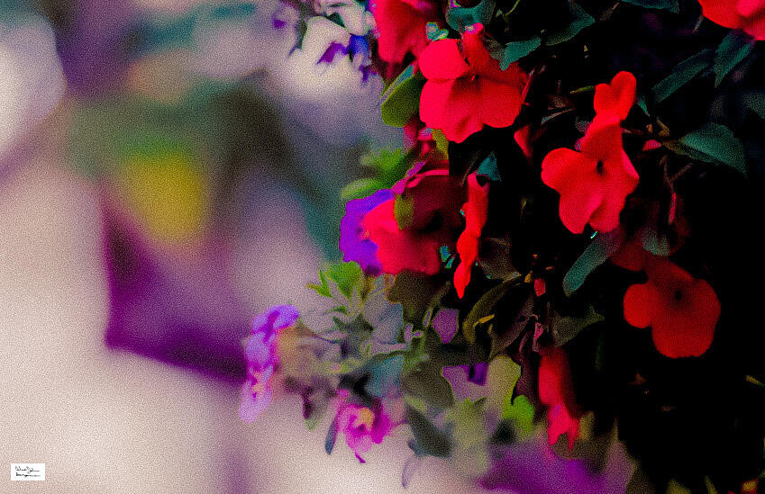 Flower Photograph - Flowers Breaking Cali by Alex John Bergerman