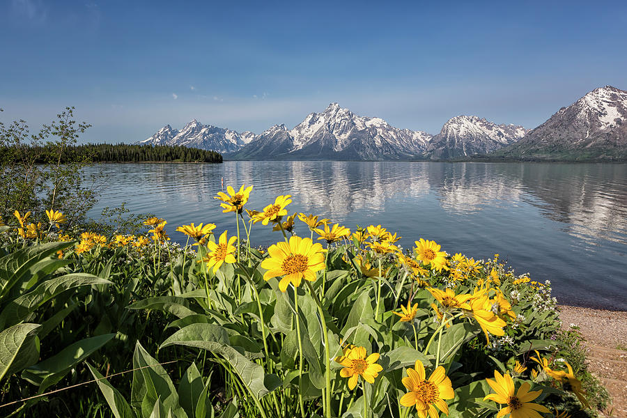 Flowers by Jackson Lake, Grand Tetons Photograph by Belinda Greb
