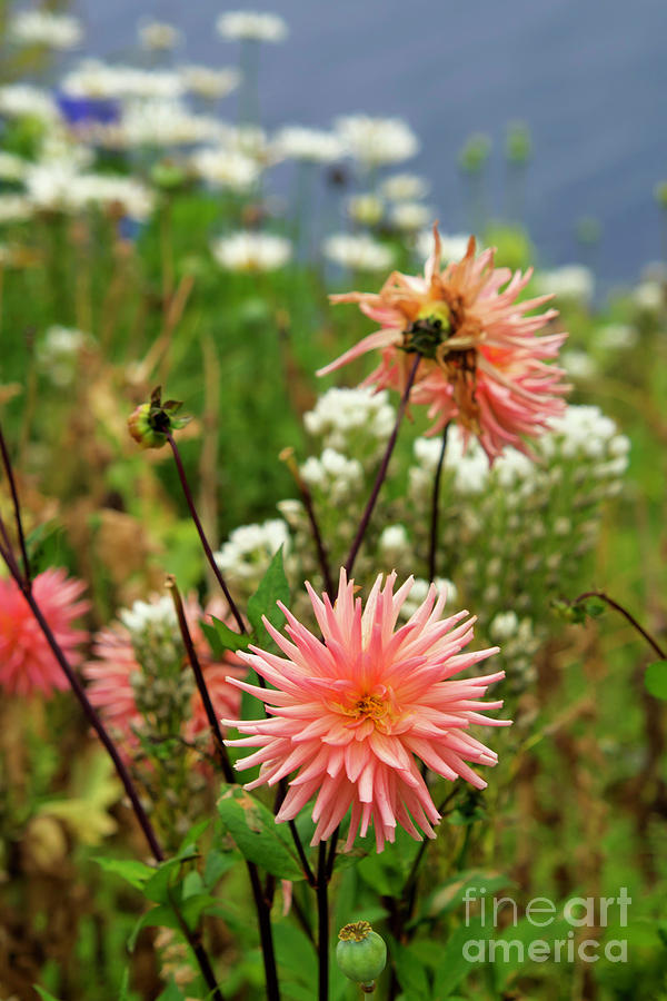 Flowers by the sea Photograph by Carol Bilodeau Fine Art America