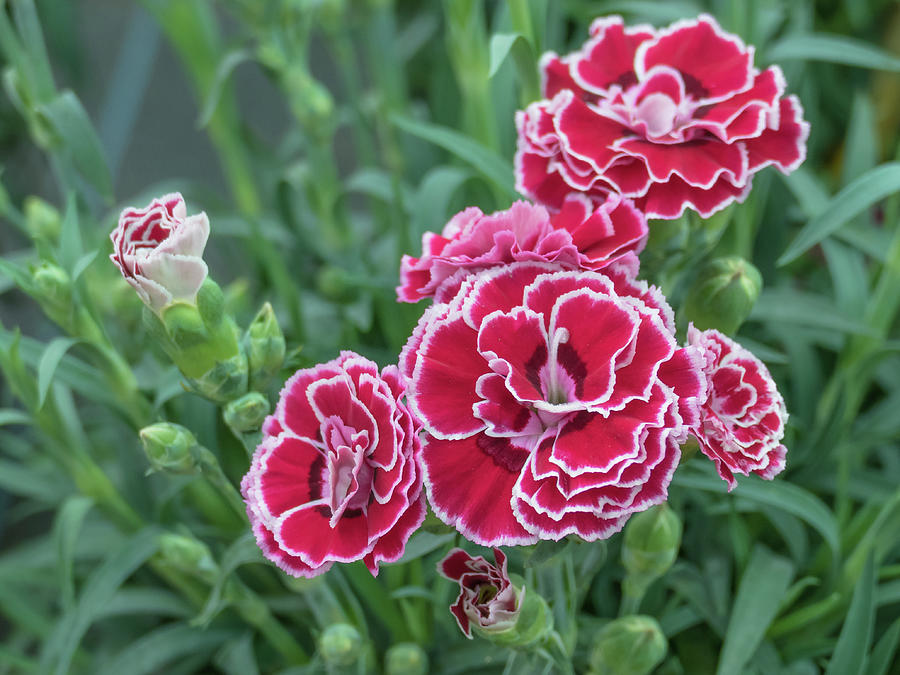 Flowers Carnation Dianthus Caryophyllus Photograph by David Jalda