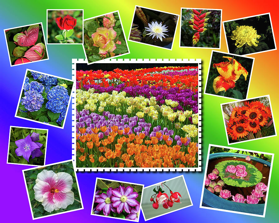 Flowers Collage Photograph by Sally Weigand