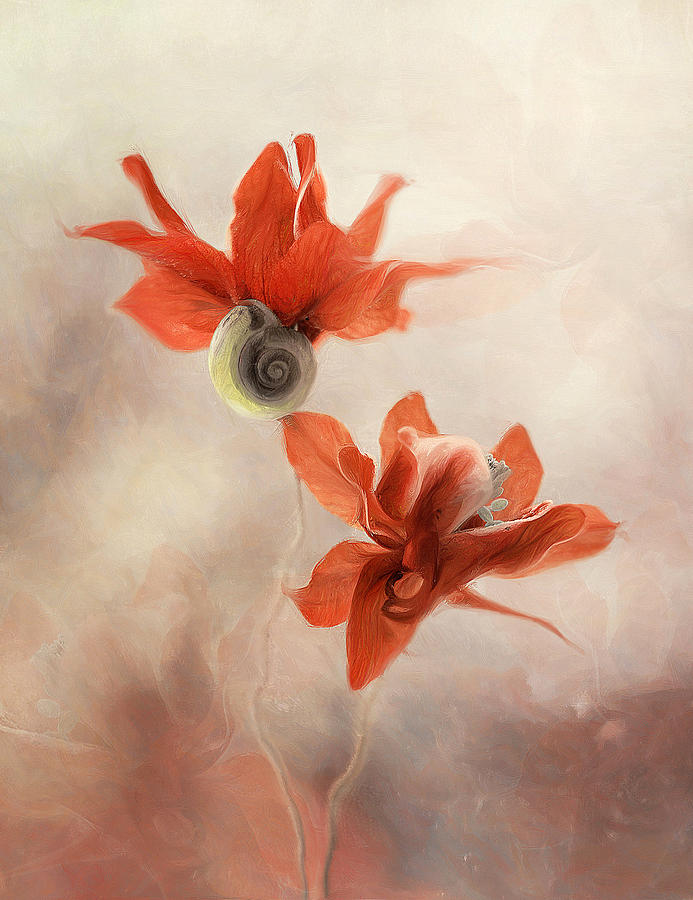 Flowers Columbine Aquilegia Vulgaris Composition With A Snail Photograph