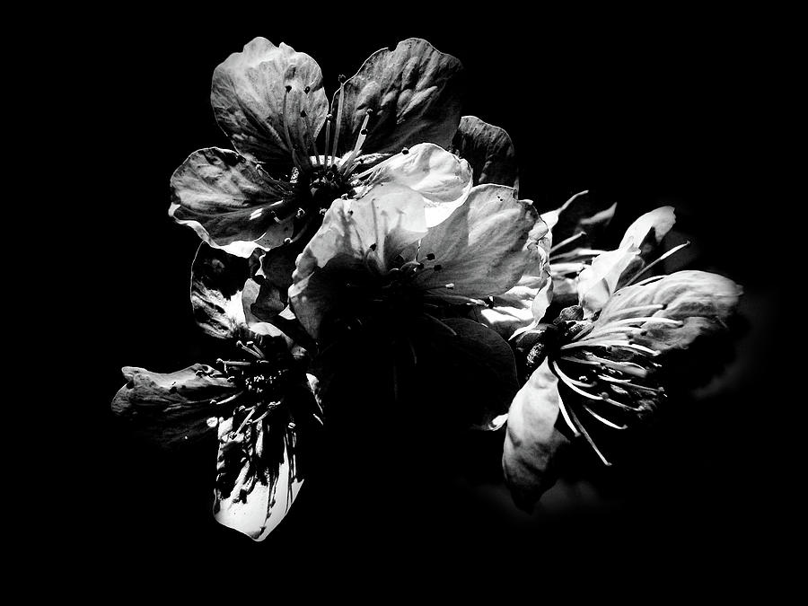 Flowers Consumed by Darkness, Black and White Photography Photograph by Aneta Soukalova