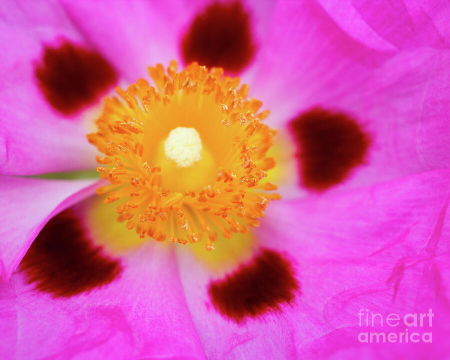 Flowers Core Photograph by Laura L Leatherwood Flowers Core Photograph by Laura L Leatherwood