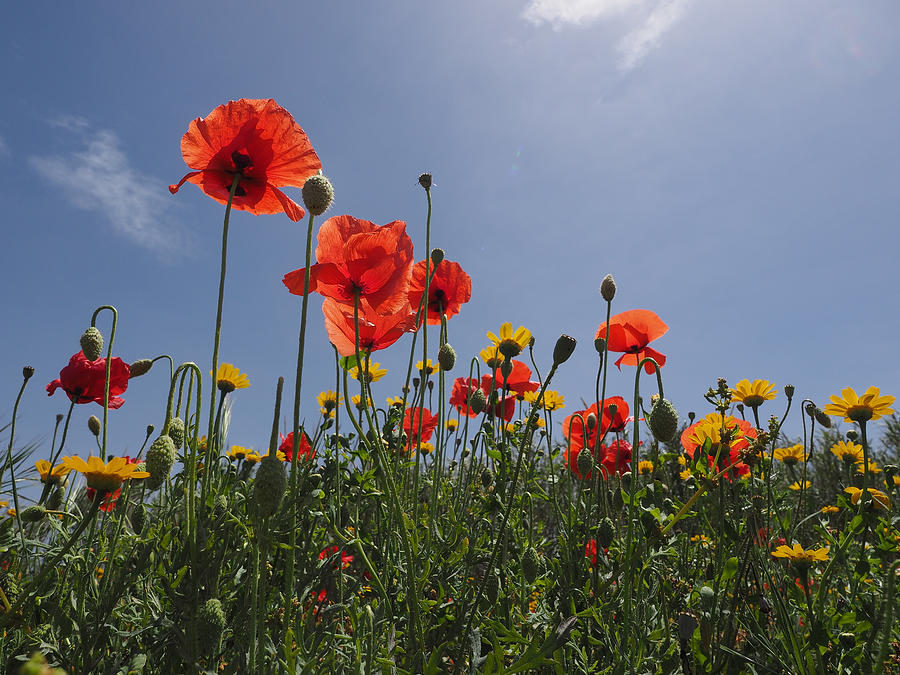 Flowers Field of poppies with sky blue Photograph by Lysvik Photos
