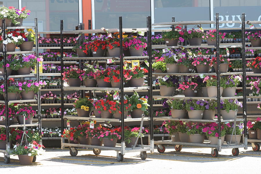 Flowers for Sale on Racks Photograph by Valerie Collins