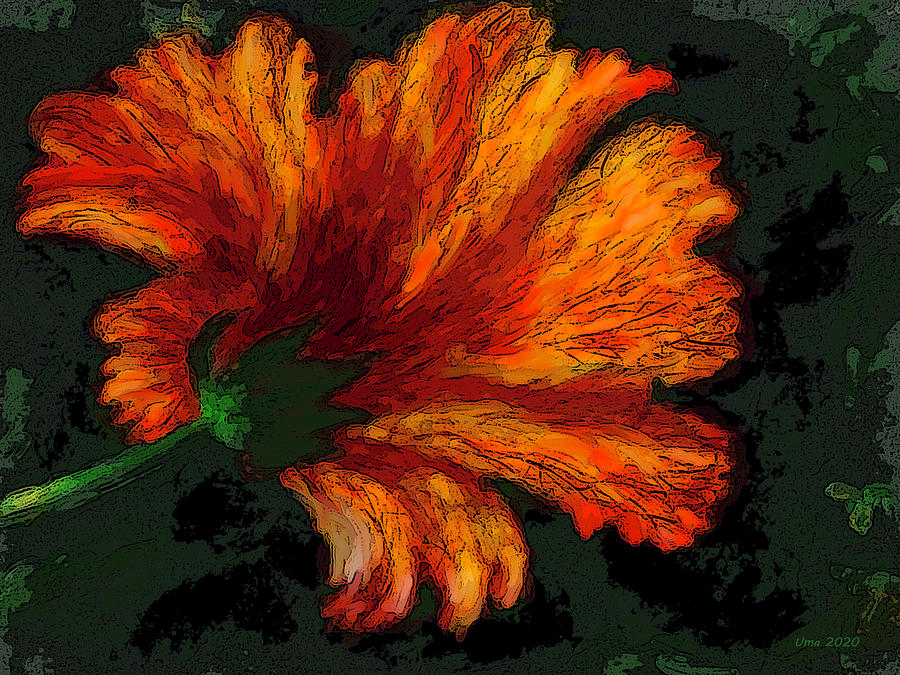 Flowers from my garden 12 Digital Art by Uma Krishnamoorthy