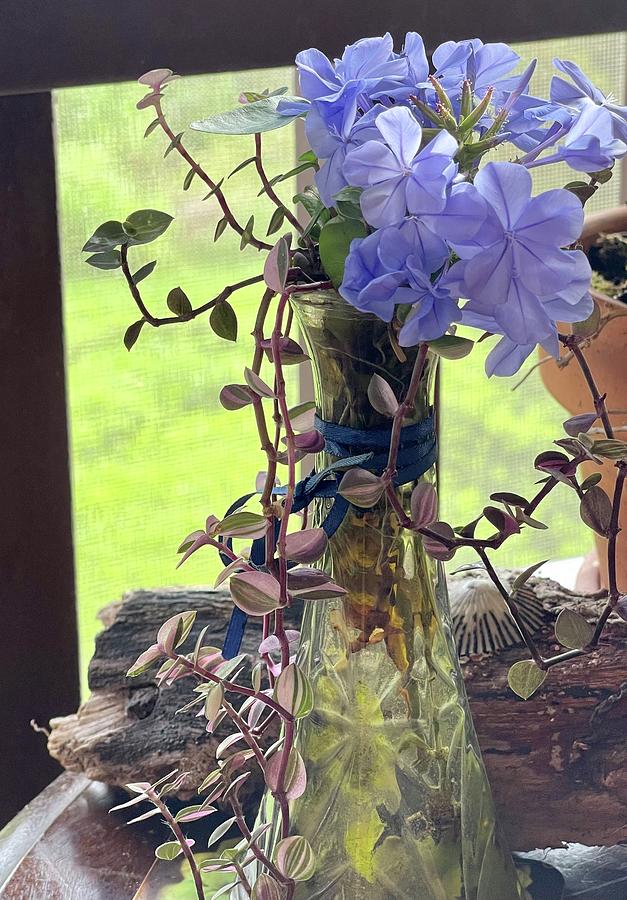 Blue Flowers from the garden to my porch. Photograph by Lehua Pekelo-Stearns