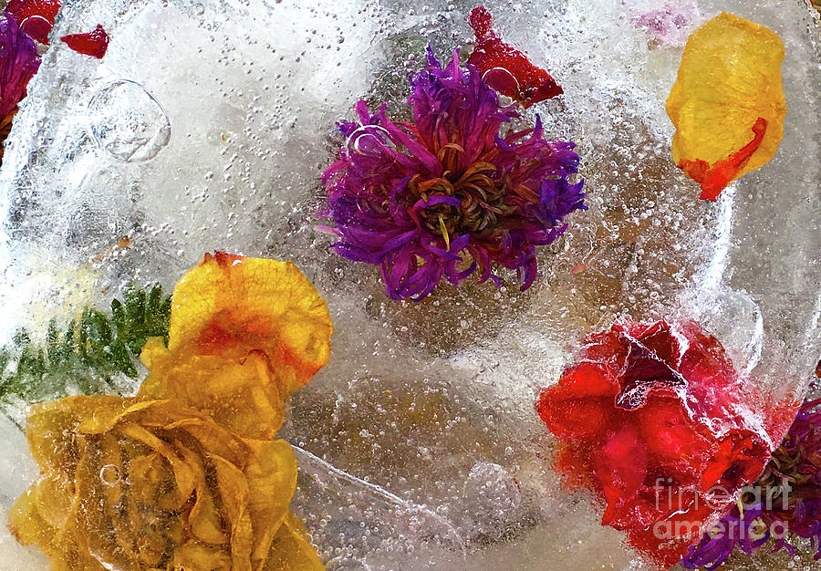 Flowers Frozen In Time Photograph by Nina Silver
