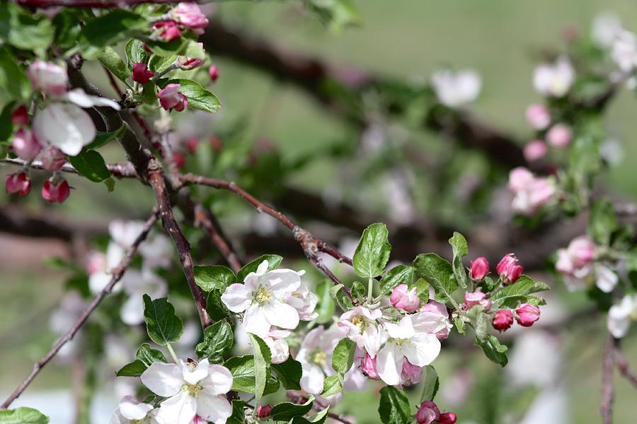 Flowers Photograph by Hailey Brooke - Fine Art America