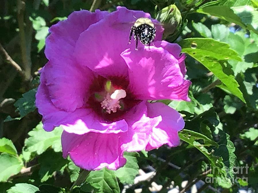 Hibiscus Flowers Honey Bee  Time Photograph by Catherine Wilson