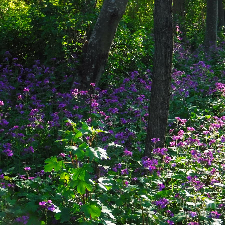 Flowers If Spring Photograph by YHWHY Vance Flowers If Spring Photograph by YHWHY Vance