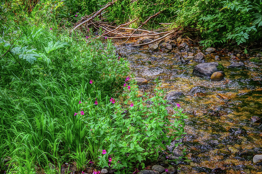 Flowers in a mountain stream Photograph by Nathan Wasylewski