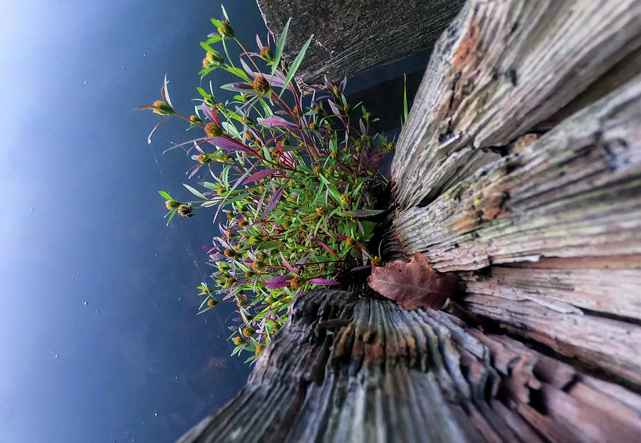Flowers in a Tree Stump Photograph by Sandra Js