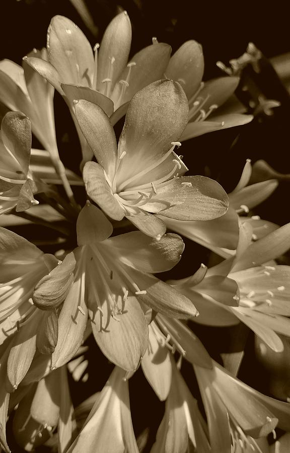 Flowers in Black and White Photograph by Loraine Yaffe