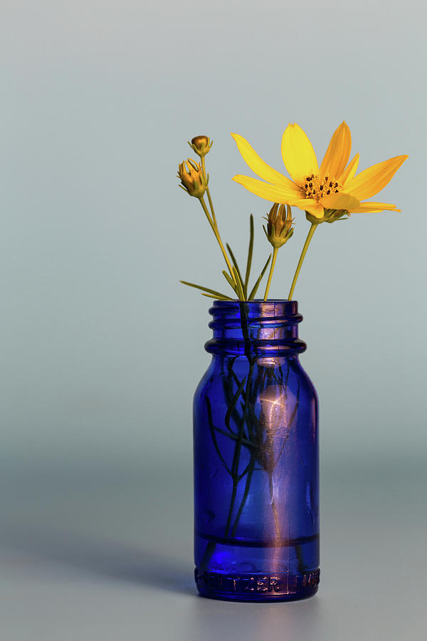 Flowers in Blue Medicine Bottle Still Life Photograph by Andrew Pacheco