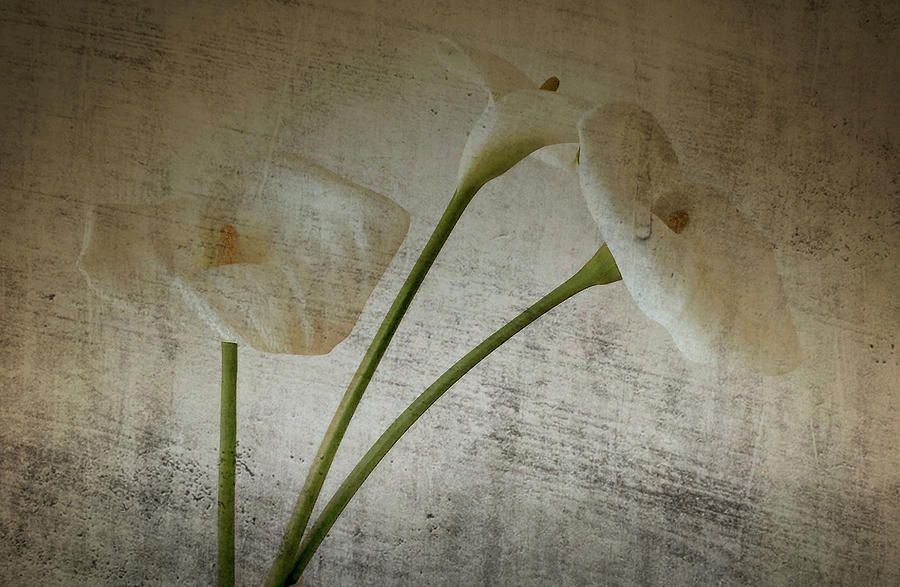 Flowers in dream Photograph by Raffaele Corte