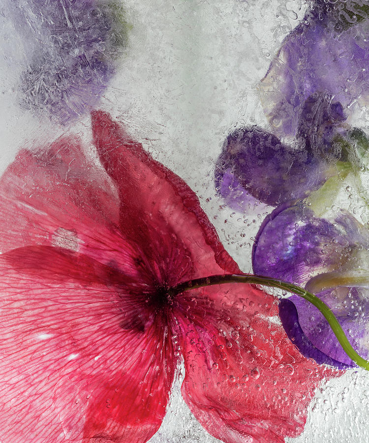 Flowers In Ice Flow0046 Photograph
