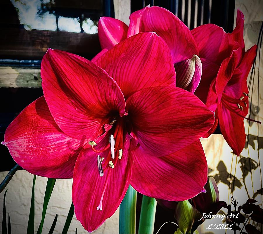 Flowers in Red Photograph by John Anderson